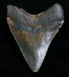 Nicely Shaped Inch Megalodon Tooth #4976-2
